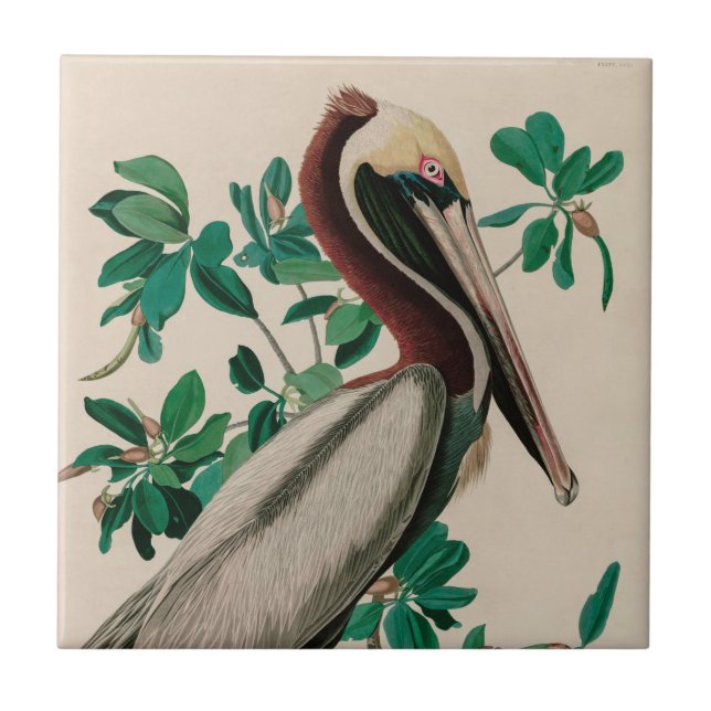 Brown Pelican Birds of America Audubon Print Kakelplatta (Framsidan)