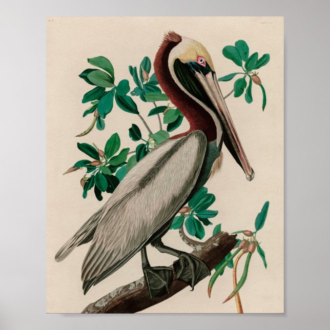 Brown Pelican Birds of America Audubon Print Poster (Framsidan)