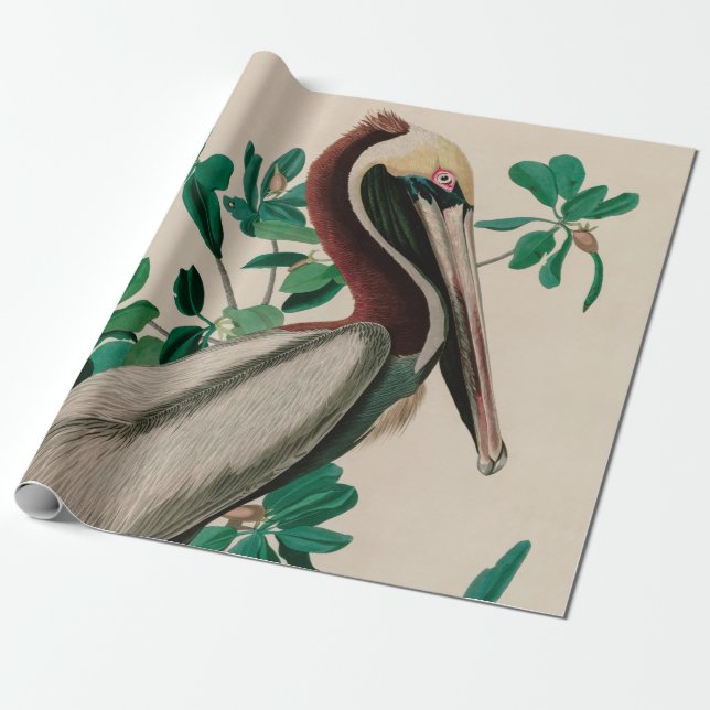 Brown Pelican Birds of America Audubon Print Presentpapper (Utrullad)