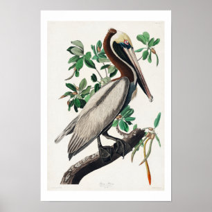 Brown Pelican by Audubon Poster