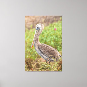Brown Pelican Canvastryck