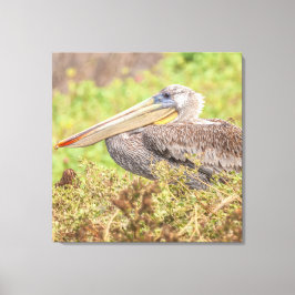 Brown Pelican Canvastryck