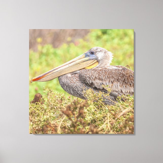 Brown Pelican Canvastryck (Framsida)