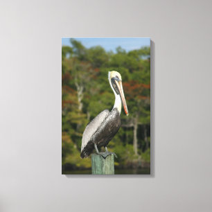 Brown Pelican Canvastryck