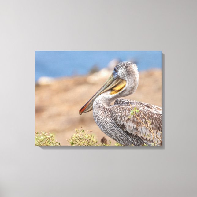Brown Pelican Canvastryck (Framsida)