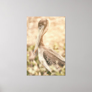 Brown Pelican Canvastryck