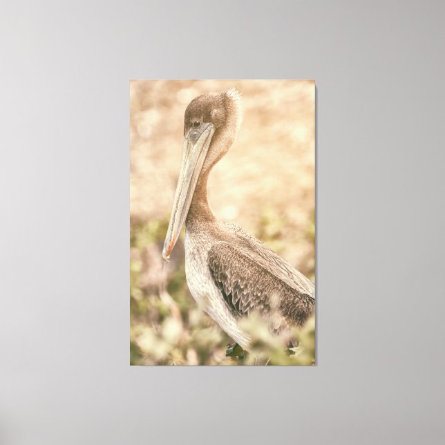 Brown Pelican Canvastryck (Framsida)