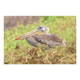 Brown Pelican Fototryck