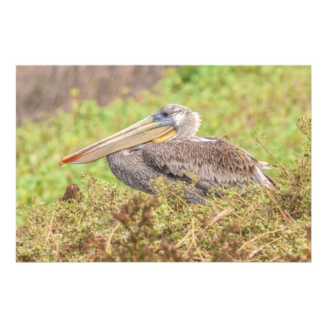 Brown Pelican Fototryck (Framsidan)