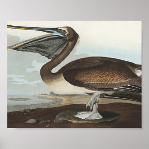 Brown Pelican från amerikanska fåglar Poster