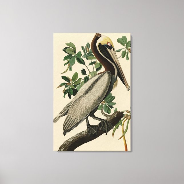 Brown Pelican från Audubon's Birds of America Canvastryck (Framsida)