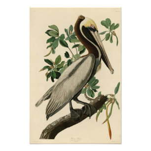 Brown Pelican från Audubon's Birds of America Fototryck