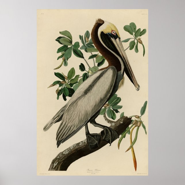 Brown Pelican från Audubon's Birds of America Poster (Framsidan)