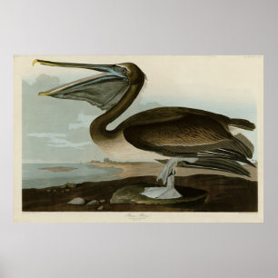 Brown Pelican från Audubon's Birds of America Poster