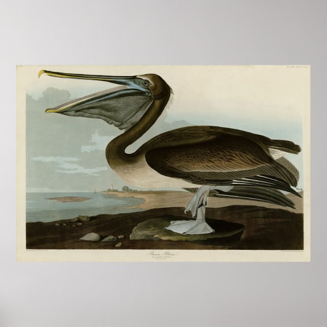 Brown Pelican från Audubon's Birds of America Poster (Framsidan)
