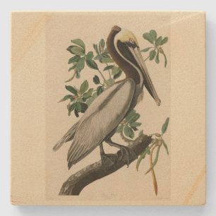 Brown Pelican från Audubon's Birds of America Stenunderlägg