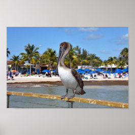 Brown Pelican, Higgs Beach, Nyckel Väster, Florida Poster