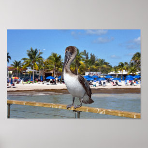 Brown Pelican, Higgs Beach, Nyckel Väster, Florida Poster