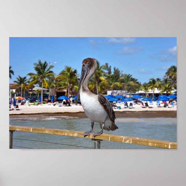 Brown Pelican, Higgs Beach, Nyckel Väster, Florida Poster (Framsidan)