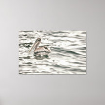 Brown Pelican i vatten