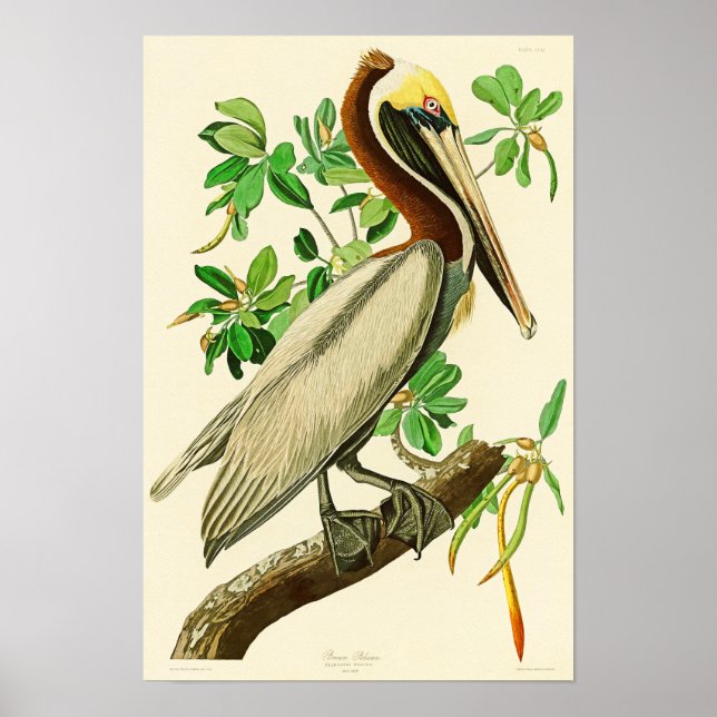 Brown Pelican John James Audubon Birds of America Poster (Framsidan)