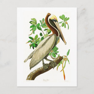 Brown Pelican John James Audubon Birds of America Vykort