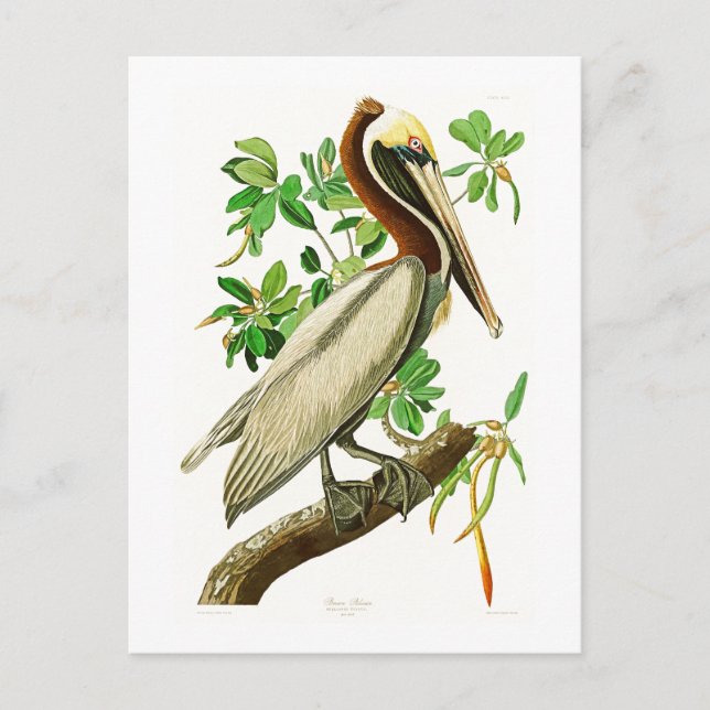 Brown Pelican John James Audubon Birds of America Vykort (Framsida)