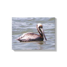 Brown Pelican kanvastryck