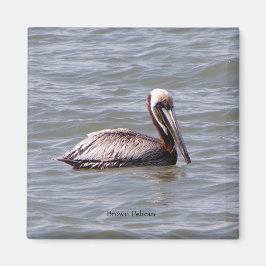 Brown Pelican magnet