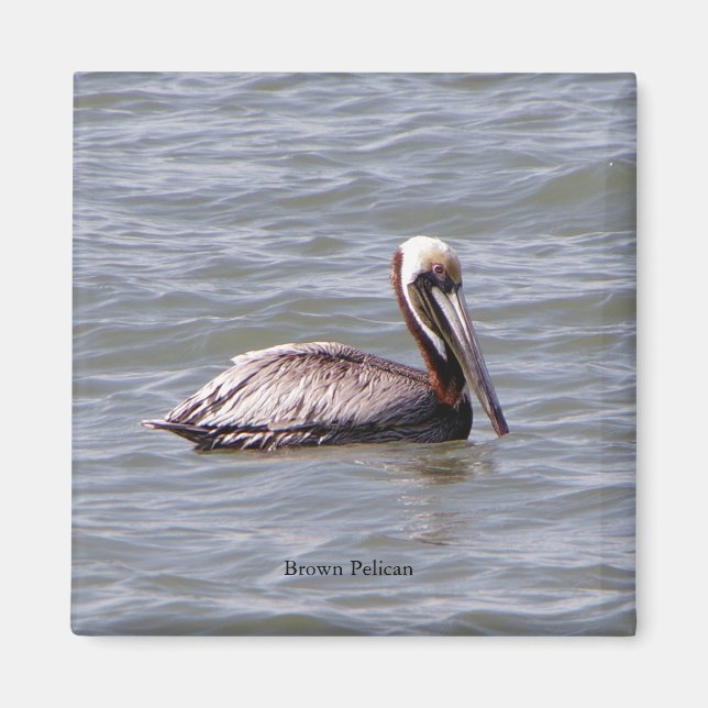 Brown Pelican magnet (Framsidan)