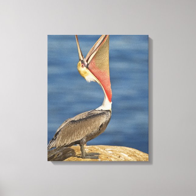 Brown Pelican med munnen öppen Canvastryck (Framsida)