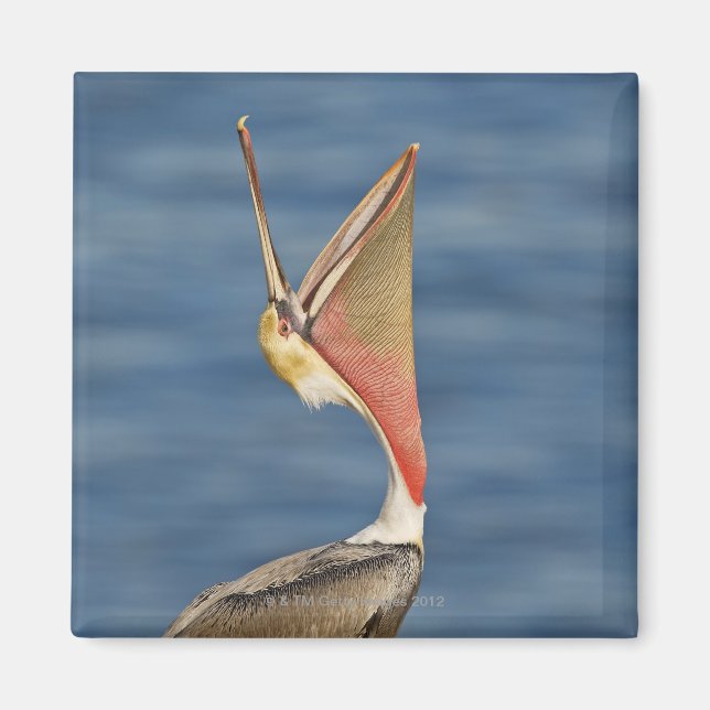 Brown Pelican med munnen öppen Magnet (Framsidan)