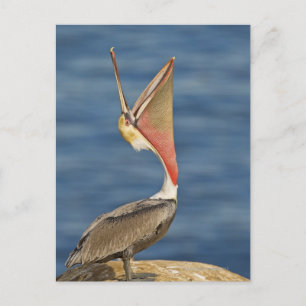 Brown Pelican med munnen öppen Vykort