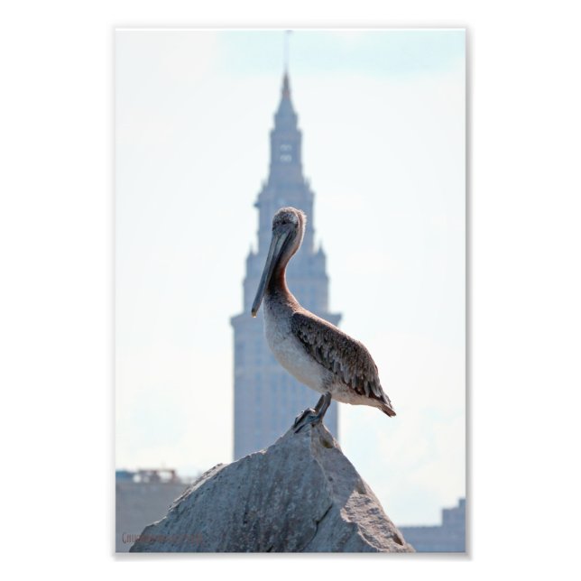Brown Pelican med Terminal Torn i Cleveland Fototryck (Framsidan)