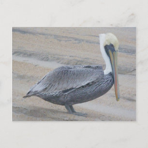 Brown Pelican OBX vykort