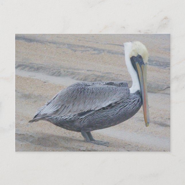 Brown Pelican OBX vykort (Framsida)
