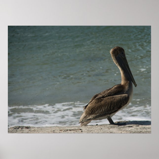 Brown Pelican på persikofotona Poster (Framsidan)