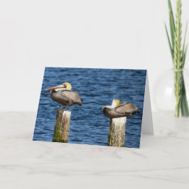 Brown Pelican Pair Roosting on Posts Hälsning Kort