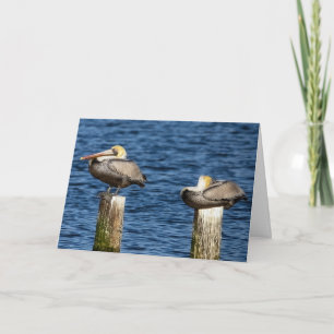 Brown Pelican Pair Roosting on Posts Hälsning Kort