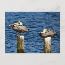 Brown Pelican Pair Roosting on Posts