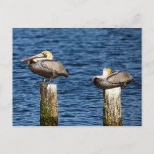 Brown Pelican Pair Roosting on Posts Vykort