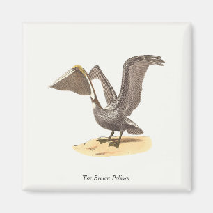 Brown Pelican (Pelecanus occidentalis) NY Bird Magnet