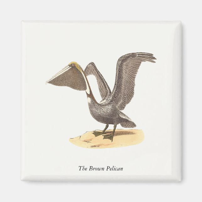 Brown Pelican (Pelecanus occidentalis) NY Bird Magnet (Framsidan)