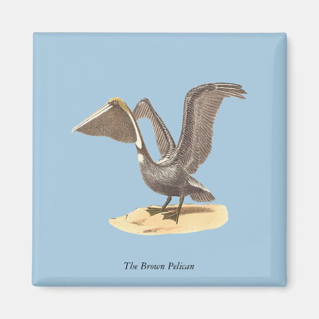 Brown Pelican (Pelecanus occidentalis) NY Bird Magnet (Framsidan)
