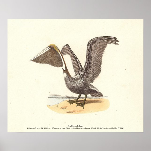 Brown Pelican (Pelecanus occidentalis) NY Bird Poster (Framsidan)