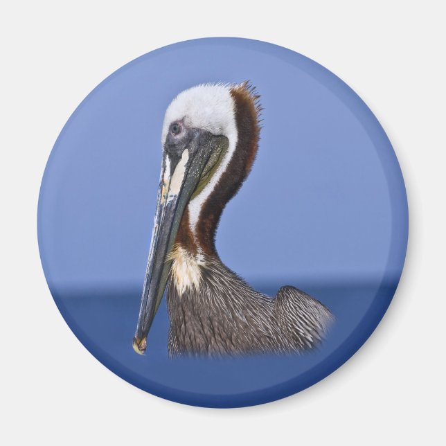 Brown Pelican Porträtt Magnet (Framsidan)