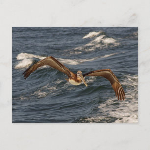 Brown Pelican Postcard Vykort