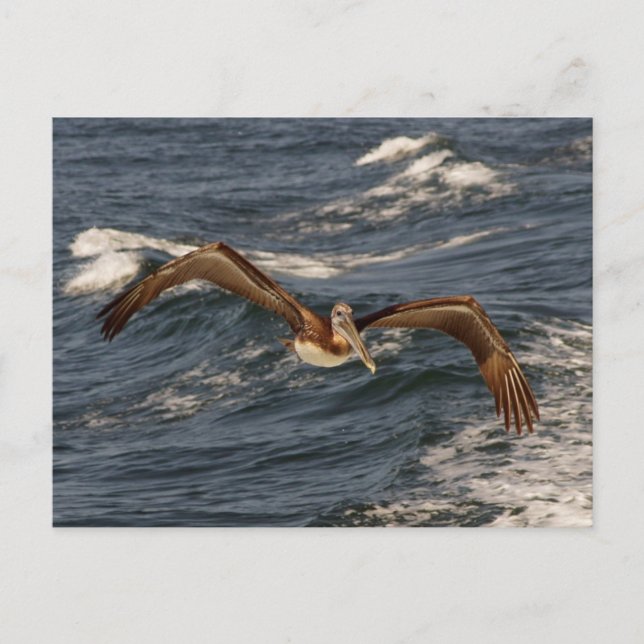 Brown Pelican Postcard Vykort (Framsida)