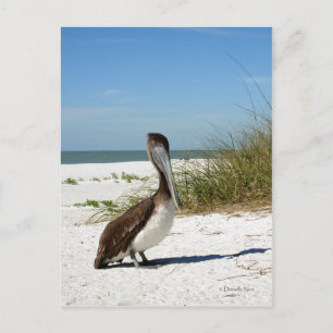 Brown Pelican Postcard Vykort