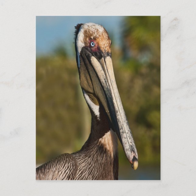Brown Pelican Postcard Vykort (Framsida)